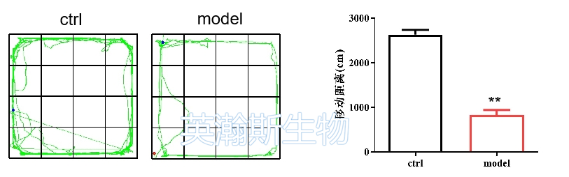 精神分裂模型.png